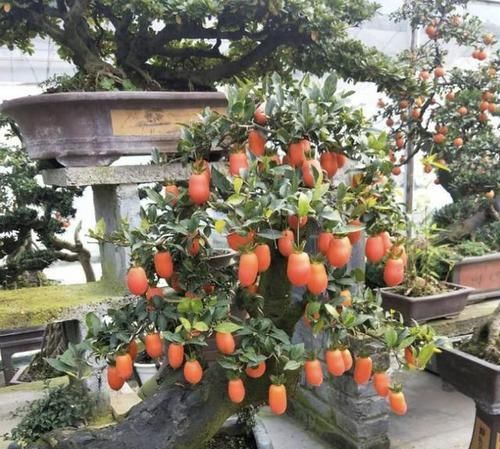 #值钱#张大妈在家养“金弹子”,放阳台“10年”,1万1盆不卖,值钱!