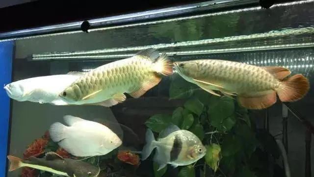 性格很:混养,其实是健全龙鱼性格的一种方法