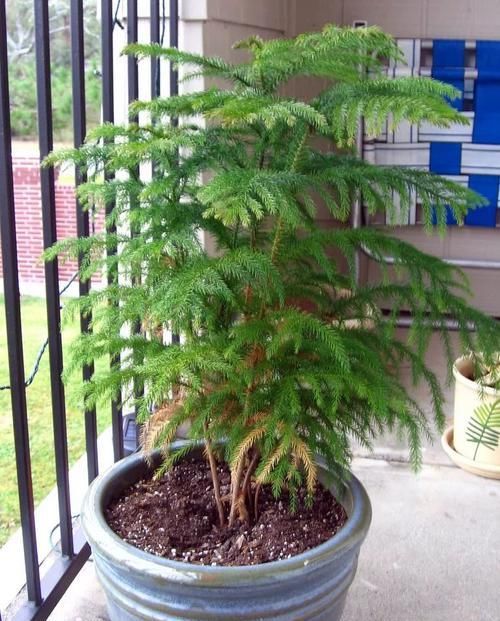  适合■在客厅里适合摆放的这种室内树木，枝条长得壮，叶子常年都很翠绿