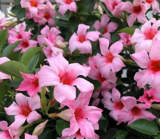 『优雅』3种花被称为花界大美女,绚丽多彩,花香优雅,家里养一盆太美了