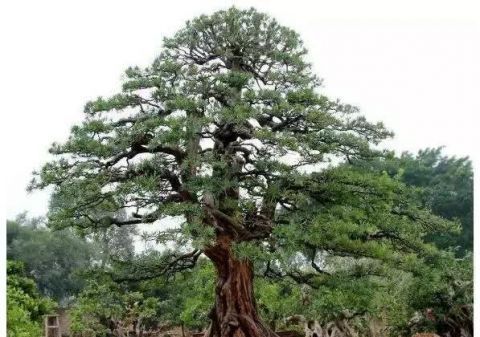  「真柏」已知最贵的10棵盆景，土豪的世界你不懂