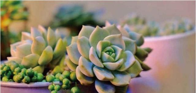  植物：多肉植物施什么肥长得快？这几个注意事项要做好！