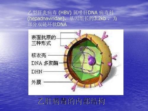 隐藏■乙肝病毒结构体系,隐藏在核膜内,成人慢性化率很低
