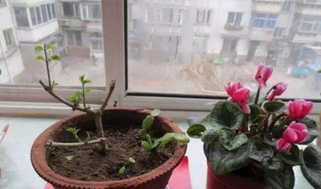 花卉植物■“精通园艺”是一种什么体验？花友：从一个坑掉进另一个坑！