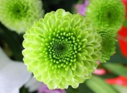  【托桂】喜欢菊花，不如养“稀世名菊”紫红托桂，花似蟹爪状，清秀典雅！