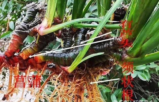 「植物」兰花、菖蒲、麦冬,三种最容易混淆的植物,知道这些就不会买错