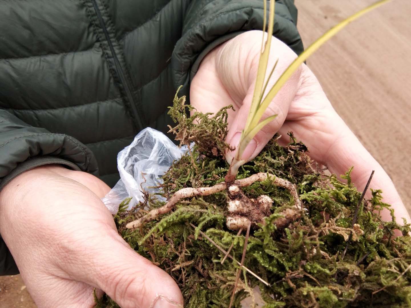 农民寻到的精品兰花，都会拿到这个兰花市场，各种兰花尽收眼底