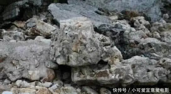 让大脑死机的错觉图:鸭子攻占人类沙滩,岩石里藏着狙击手