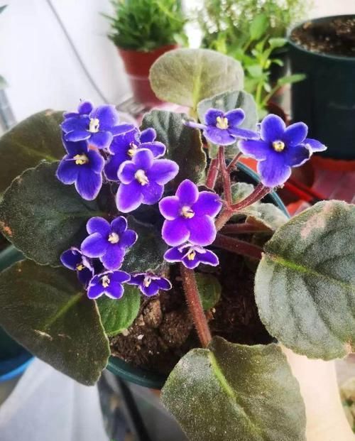 【对光照的需求】11种耐阴花,光不好也能嗖嗖长,开出2米大花墙!