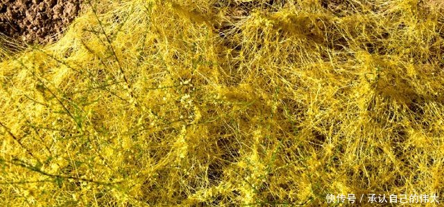 农村地荒了，意外地长出了名贵中药材和野菜，你们那里有吗