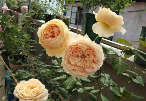 「路边」这两种植物,路边掐根枝条,回家自己扦插,把花园“搬”回家