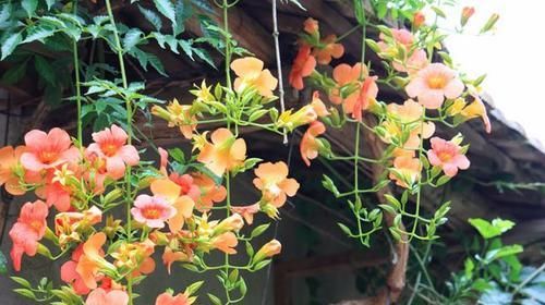 #她家#她家院子里开满了花,像一个小花园,好想去赏花,真美!