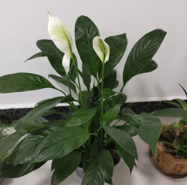  「耐阴」卫生间种花，后果很严重，上厕所都没地方！
