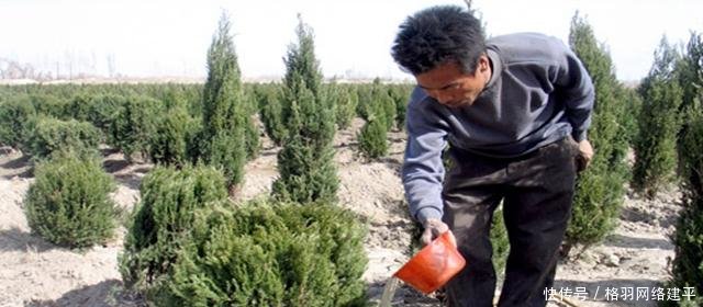 塔克拉玛干沙漠，出现大量的植物，带来了哪些意想不到的结果