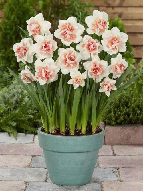  「光照」埋土里就能开花的球根花卉