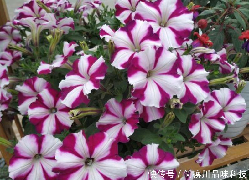 「漂亮」“4种花”超耐旱,1个月不浇水,照样养得旺,还开出漂亮的花!