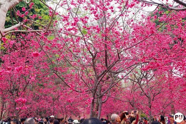 靓！佛山周边1500株樱花已盛开，最美的春天在这里~