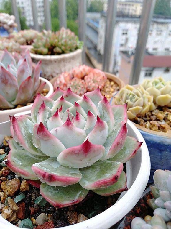  #肉语#肉圈里的多肉“暗语”，这些你都知道吗？教你学说肉言肉语