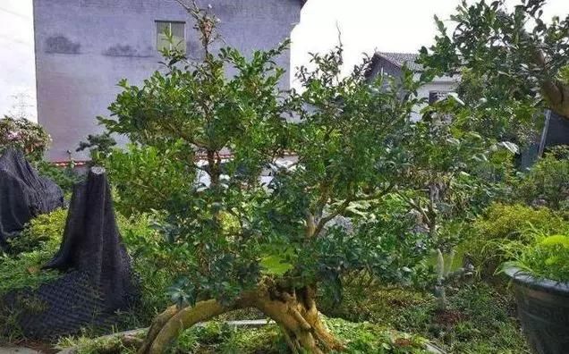  [南方]10年前一盆上万，10年后一盆十块，烂大街的黄杨，被玩坏的盆景
