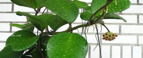  [阳光]叶片如心型，花朵圆如球，这种花的叶片和花都美的很特别