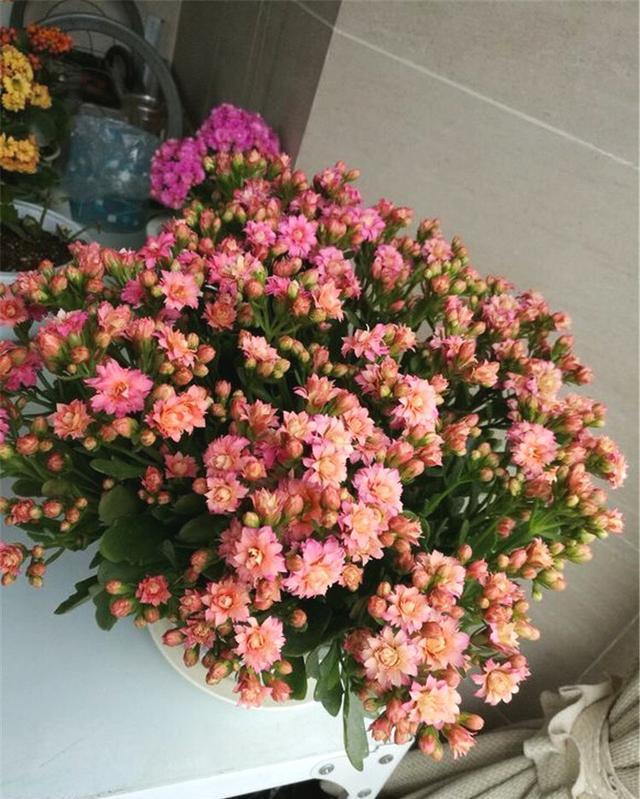  扦插繁殖■开花很勤、很美的“3种花儿”，给点阳光就开花，一直开花不断