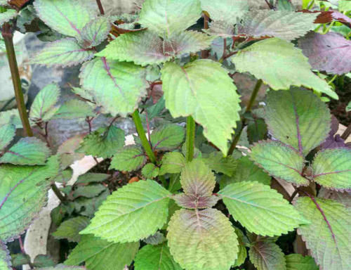 生长在野外的这植物，过去农民不重视，如今是药食两用的药材