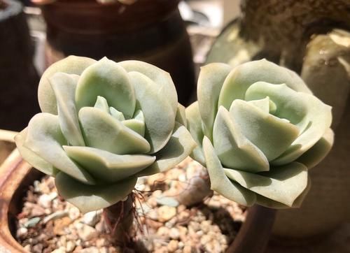  【高温的夏季】多肉总是徒长丑爆成大白菜？多半是犯了3个错误，养成老桩也不错