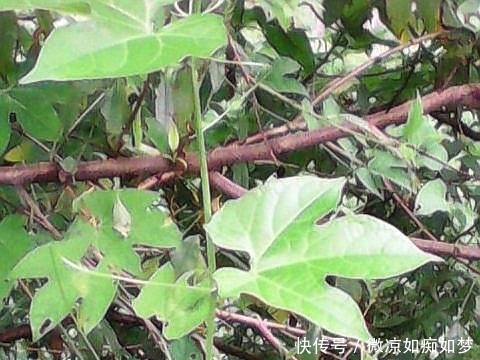  「营养」这植物叫“木鳖子”，种子有毒但果肉营养丰富，可惜越来越少见了！