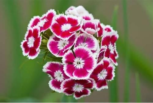  「家里」家里养这几款花，沾土就活，开花200多天，花色柔美靓丽，内敛美