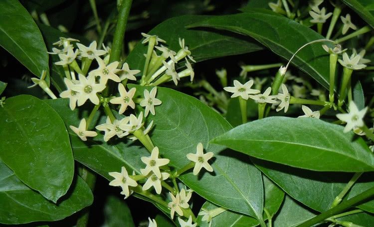  【晚上】夜来香什么时候开花？为什么夜来香到晚上才飘香？