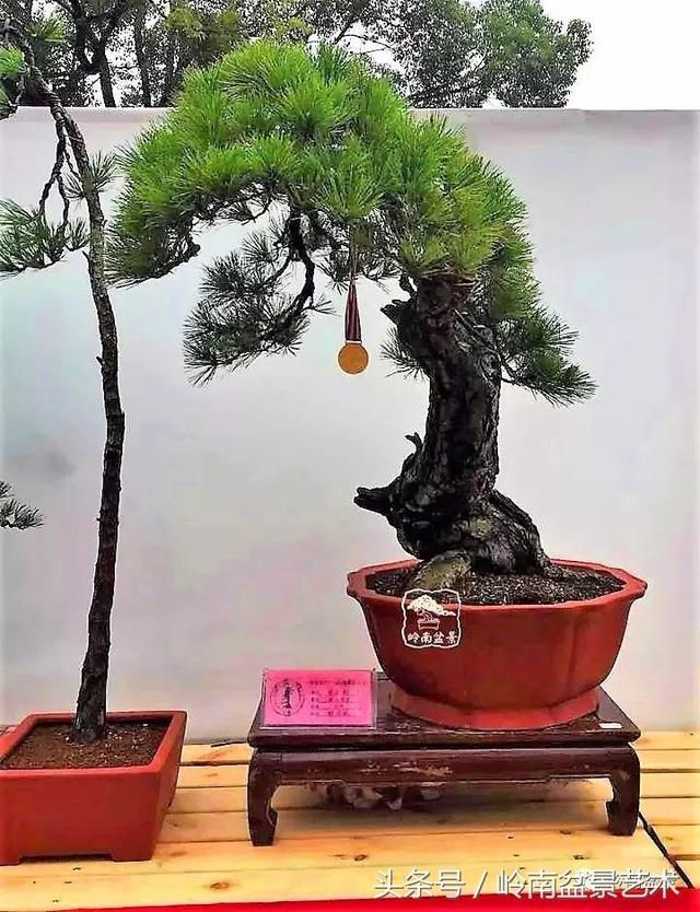 松树盆景,怎样才能算上品?