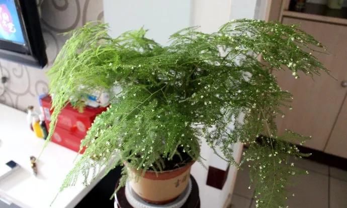  养护@文竹开花是大凶？完全是“扯蛋”，满足3个小要求，白花开满盆