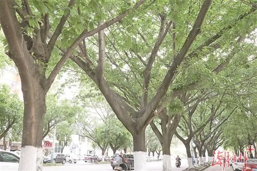 『爱绿护绿』绿了凤城 乐了市民