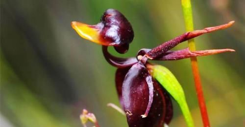  【特别】兰花养了10年，这么怪异的“花”，真是第一次见，这9种最特别