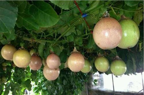  「好玩」植物戴上动物的名字以后惊艳了世界，8种带“鸡”的植物太好玩