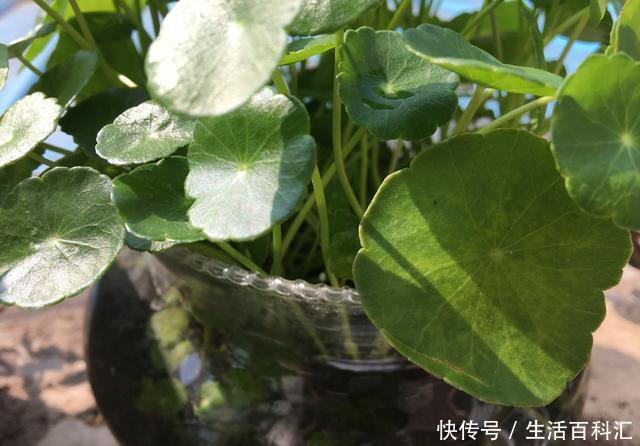 「秋冬养」秋冬养铜钱草,多做“2件事”,长得旺,叶大绿油油,越长越多