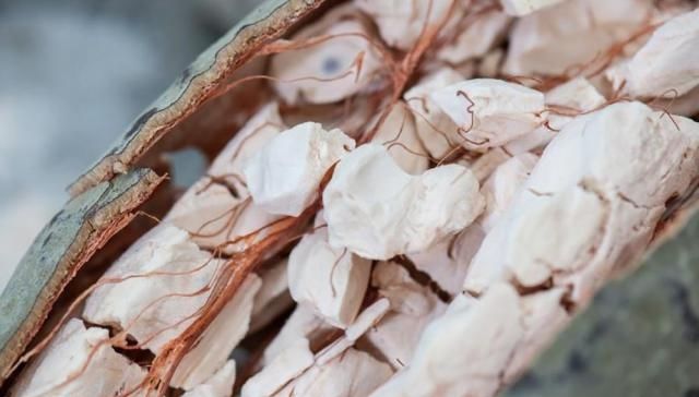  「利润」一颗果实70元，号称亩利润可达20万，农民纷纷摇头表示