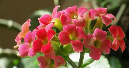  「绿萝」3种花不仅漂亮还很皮实，阳台上养一盆，养出花海很简单，太美了