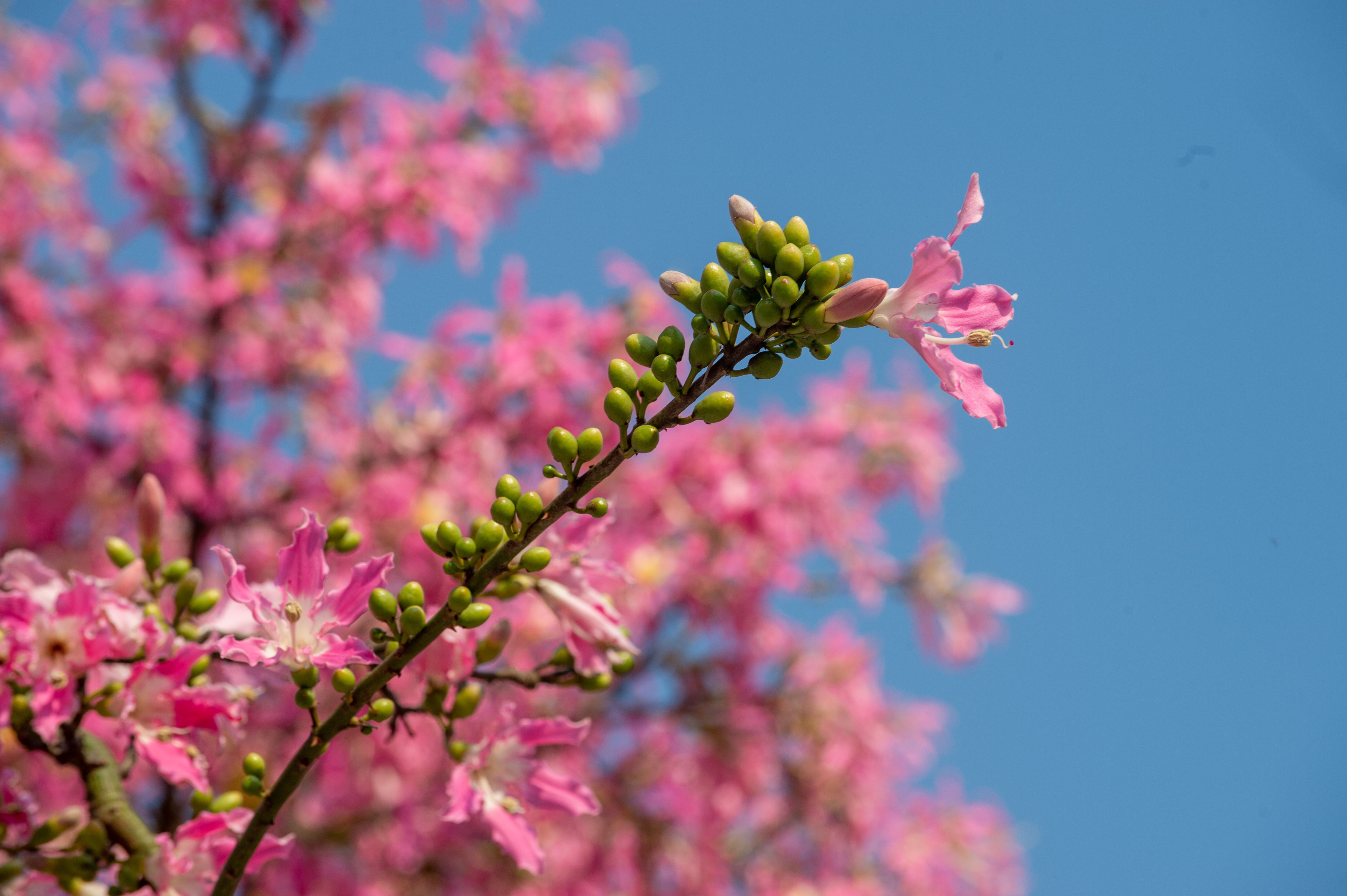 图集|美！华师校园异木棉惊艳绽放,最浪漫粉色来袭