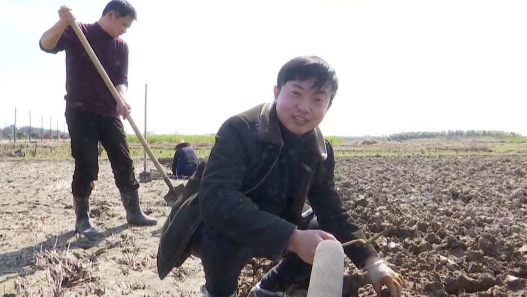 生长在泥巴里的“致富果”，亩产3000斤，效益是稻谷的几倍！