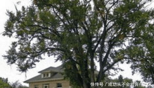 “宅处两树中, 家败损人丁”这句乡下老话是啥意思 有道理吗