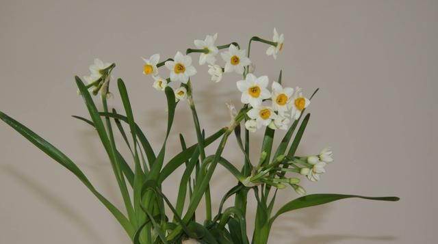  【解决】养水仙花盆景，最怕花苞干枯没生机，怎么解决最正确？
