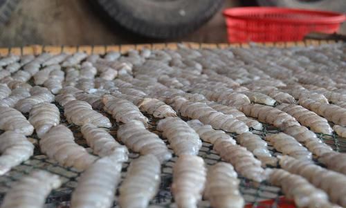  速度■繁殖速度非常快，市场供不应求，农民：价格也很高，就不