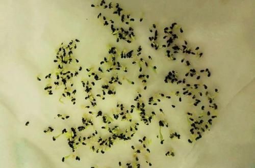 「增加光照」这水果太贵了，吃完留下核，还能种盆栽！