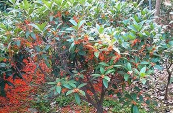『富裕』聪明人养花,别的不养就养“此3种”,难怪越来越健康、还富裕