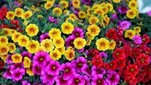  [漂亮]3种花，仙气十足开的旺，漂亮好养花期长，养1盆，让你爱也爱不完
