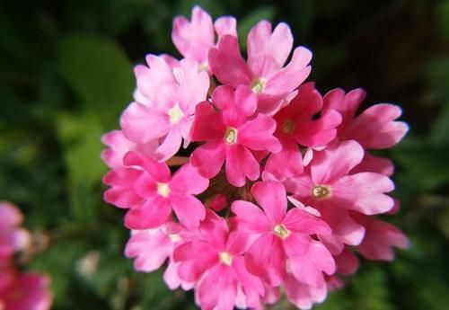  『开花』养花就养盆量大爆盆的，开花漂亮吸引眼球，谁养谁喜欢，美丽灵动