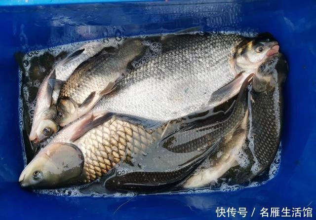 『拿走』“鲢鳙总闹窝,钓起却不能拿走”,玩黑坑最怕遇到这4件事
