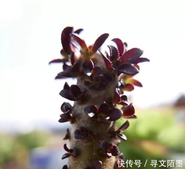『品种』给多肉植物砍一刀,一株变多株,花盆都装不下了!