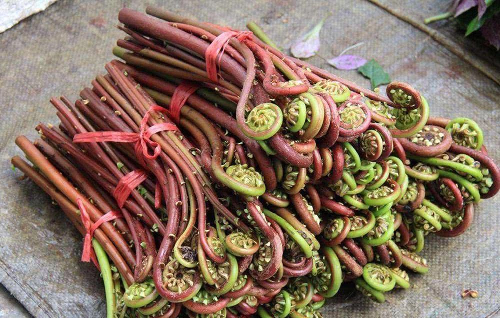  [蔬菜]产量高，种一次可收15年，20元一斤不愁卖，却没见多少人